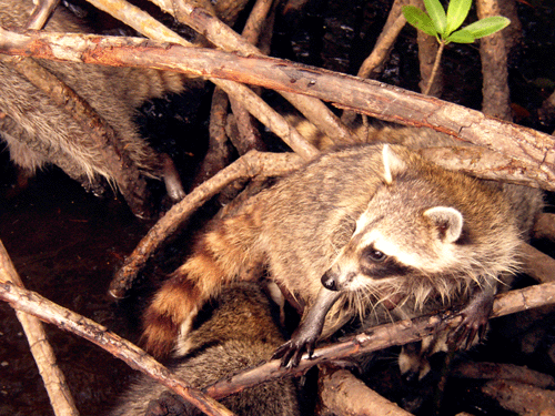 lomonosov racoon